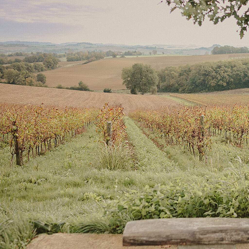Vignes du domaine de Bazin. - Haute Valeur Environnementale - Gers