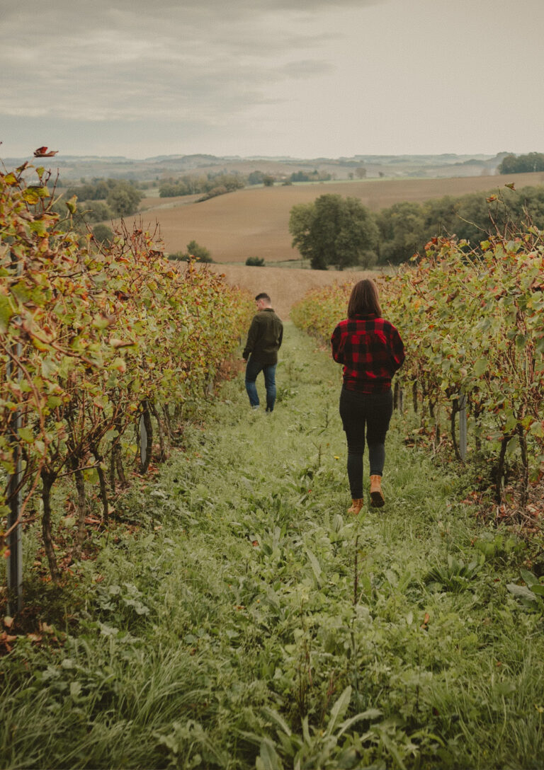 Vignoble du Domaine de Bazin en IGP Haute Valeur Environnementale, Côtes de Gascogne entre paysages vollonnés et rangs de vignes